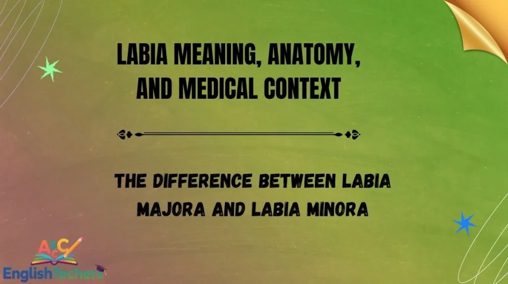 Labia Meaning, Anatomy, and Medical Context